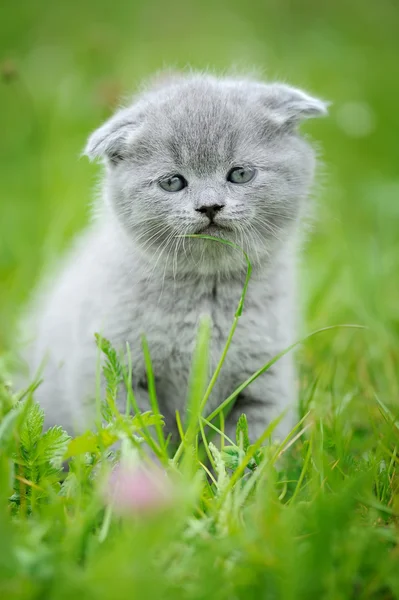 Lindo gatito en el verde hierba — Foto de Stock