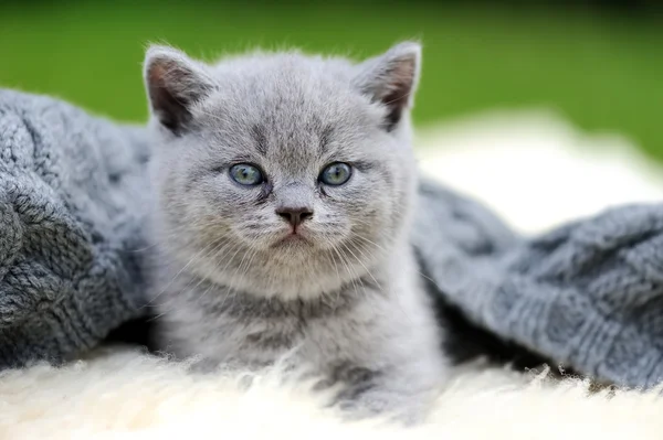 Kitten on white blanket — Stock Photo, Image