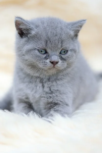 Gatito en manta blanca — Foto de Stock