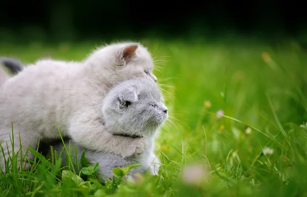 Yeşil çim de iki sevimli kedi — Stok fotoğraf
