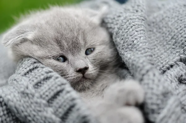 Lilla kattunge på grå tyg — Stockfoto