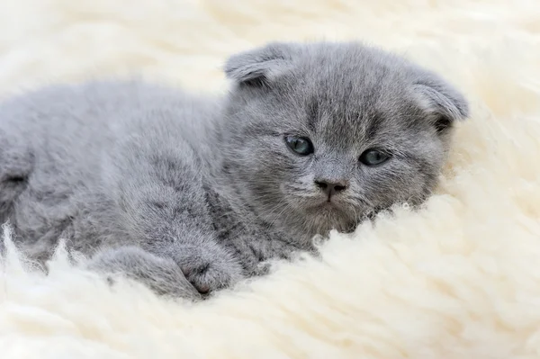 Gatito en manta blanca — Foto de Stock