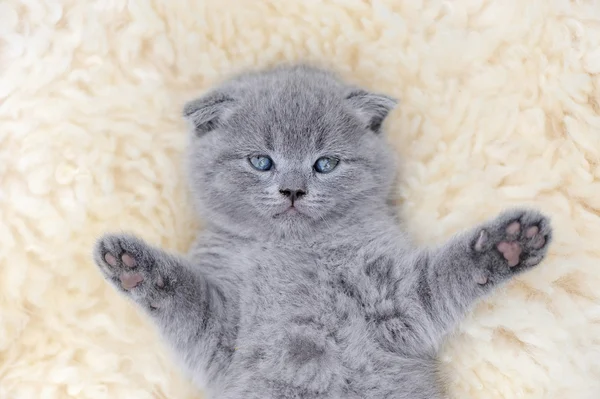 Gatito en manta blanca — Foto de Stock