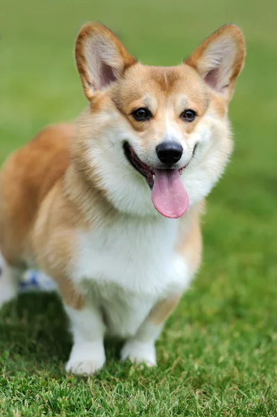 Walesiska corgi hund — Stockfoto