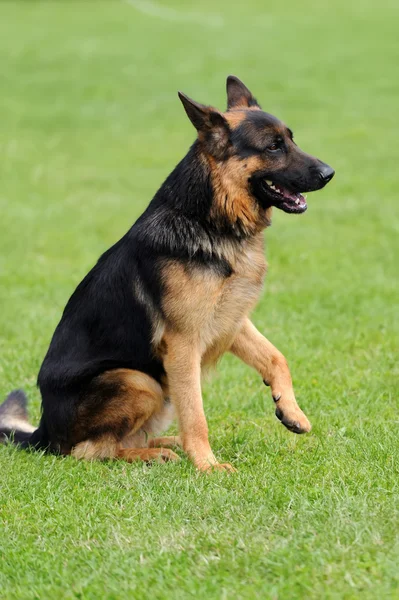 Cão pastor alemão — Fotografia de Stock