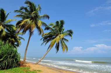 sri Lanka tropikal plaj