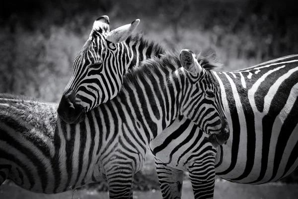 Zebra otlakta Afrika — Stok fotoğraf