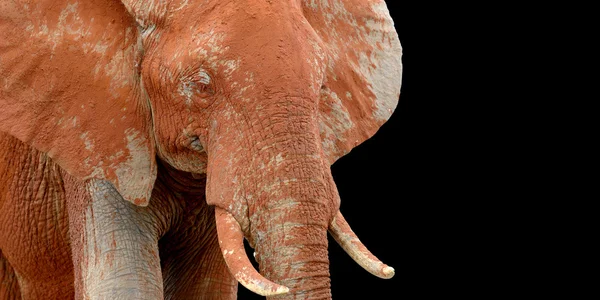 Elephant on savannah in Africa — Stock Photo, Image