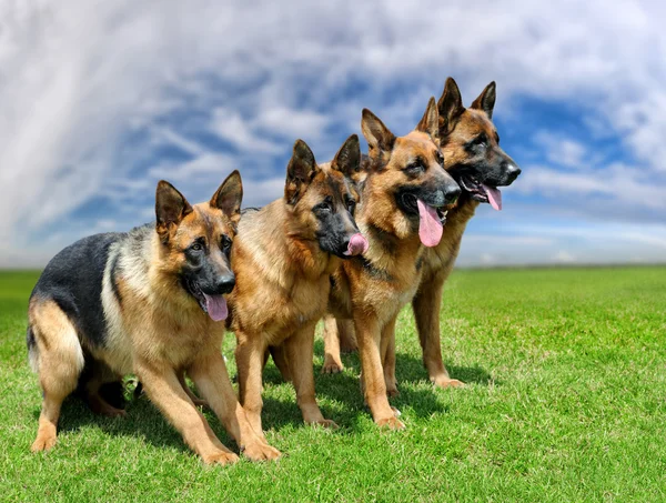 Cão pastor alemão — Fotografia de Stock