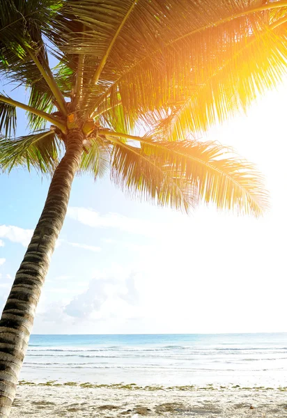 Palm på stranden — Stockfoto