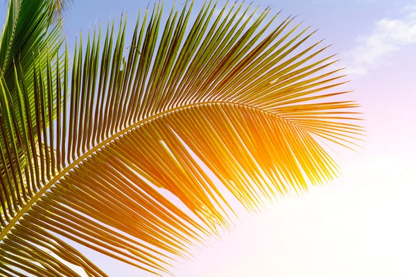 Green palm tree — Stockfoto