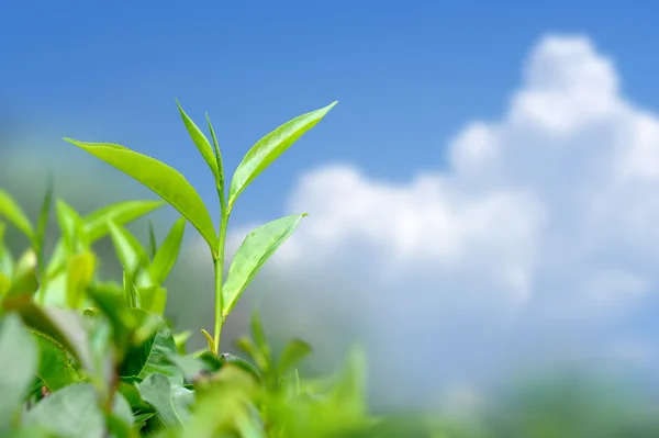 Hojas de té sobre fondo azul cielo — Foto de Stock