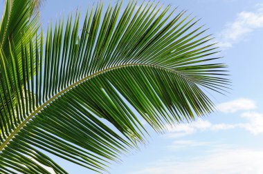 Yeşil palmiye ağacı