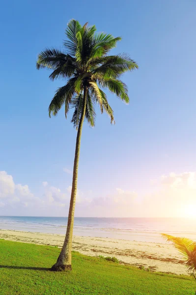 Palmen am Strand — Stockfoto