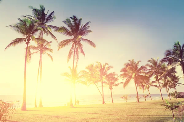 Palm trees at the beach — Stock Photo, Image