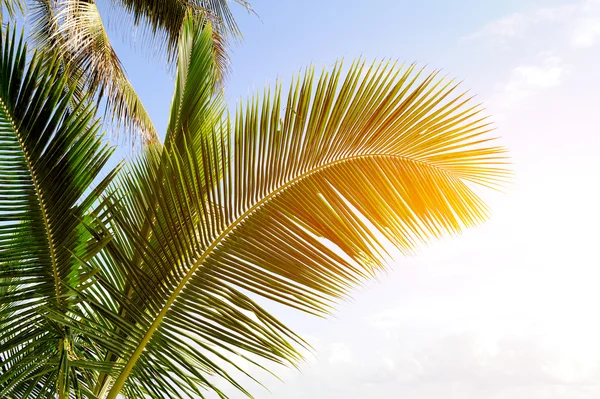 Green palm tree — Stockfoto
