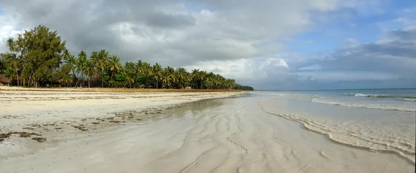 Красиві пальми на пляжі — стокове фото