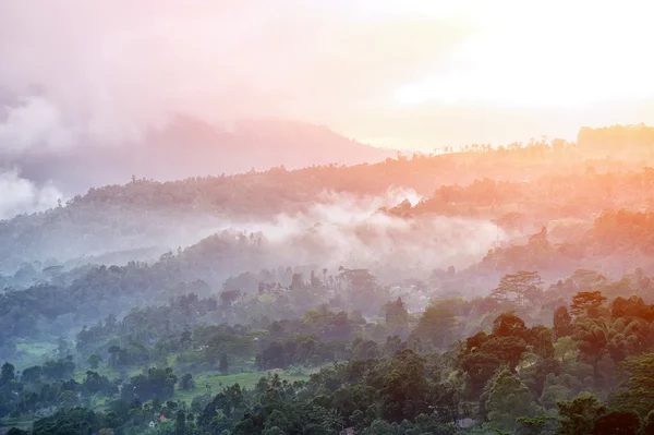 Wald und Nebel am Morgen — Stockfoto