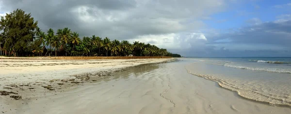 Schöne Palmen am Strand — Stockfoto