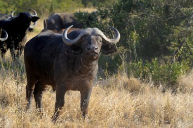 Vahşi Afrika manda boğa