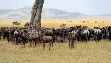 Afrika'nın milli parkta wildebeest