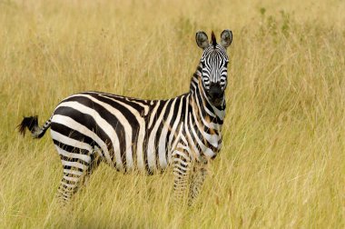 Zebra otlakta Afrika