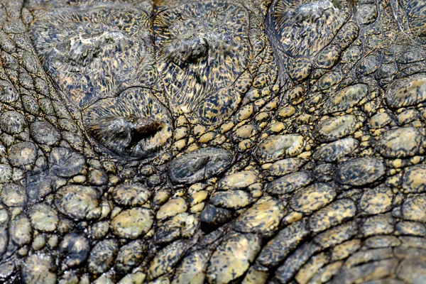 Textura da pele de crocodilo — Fotografia de Stock