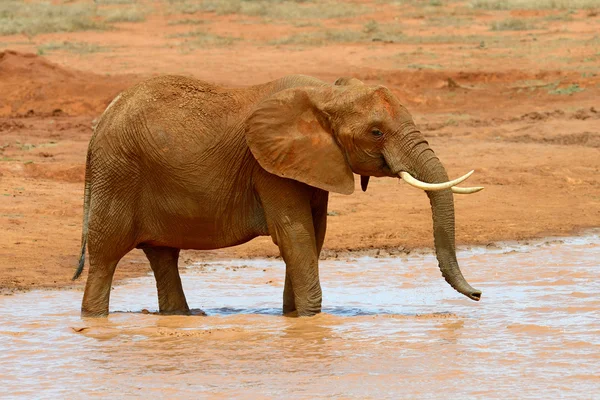 Elefant auf Savanne in Afrika — Stockfoto