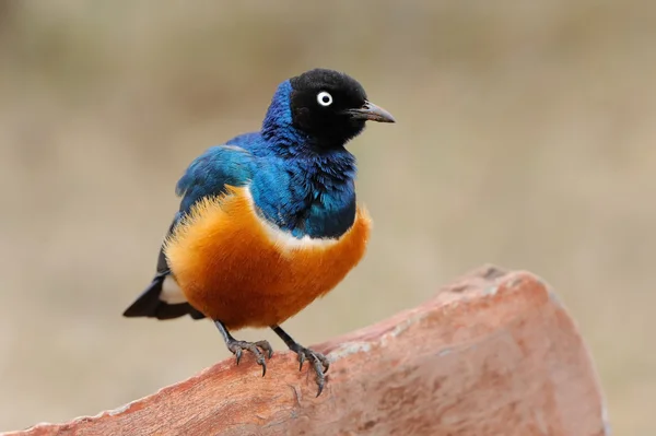 Colourful bird Superb Starling — Stock Photo, Image