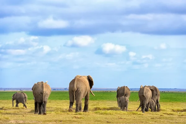 Elefant på savannen i Afrika — Stockfoto