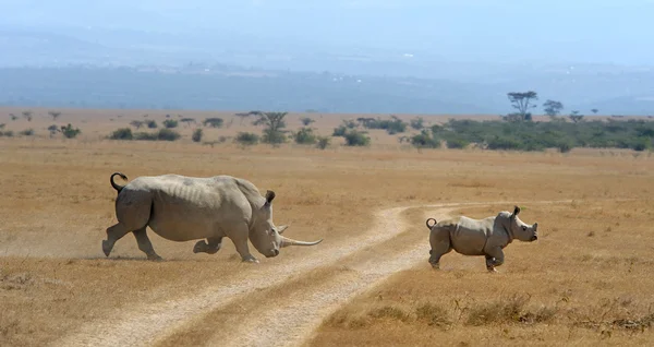 Nashorn auf Savanne in Afrika — Stockfoto