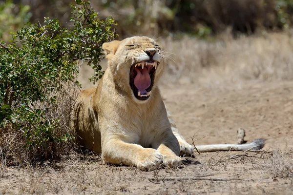 Leão africano no Parque África do Sul — Fotografia de Stock