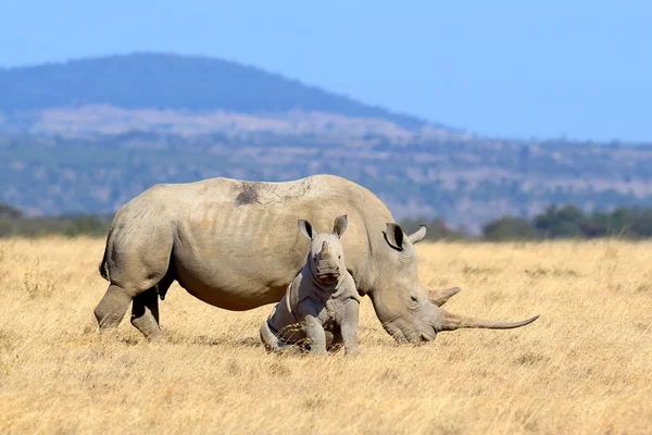 Rhino en la sabana en África — Foto de Stock