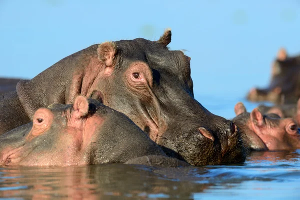 Hippo på sjön i Afrika — Stockfoto