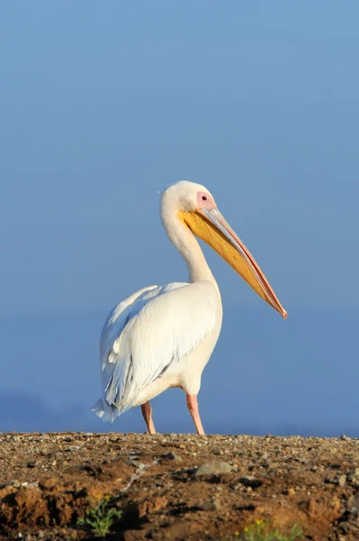 Great white pelican flying over the lake — Stock Photo, Image