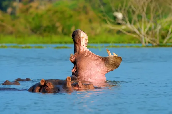 Nijlpaard op meer in Afrika — Stockfoto