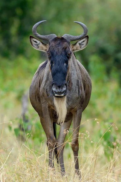 El ñus en el Parque Nacional de África —  Fotos de Stock