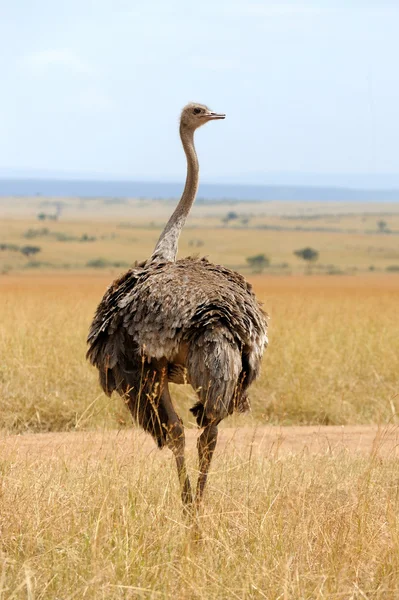 Žena z afrického pštrosa — Stock fotografie