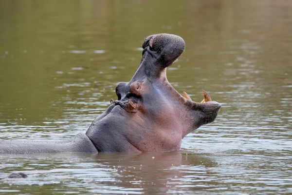 Hippopotame sur le lac en Afrique — Photo