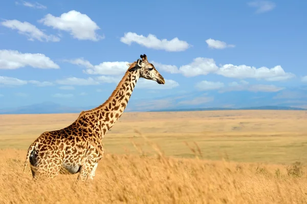 Giraff på savannen i Afrika — Stockfoto