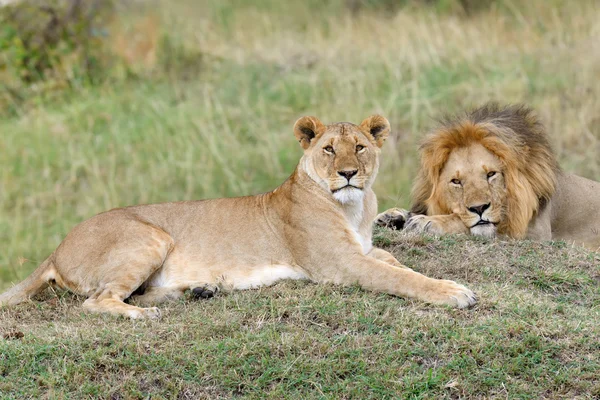 Afrikanska lejon i Park South Africa — Stockfoto