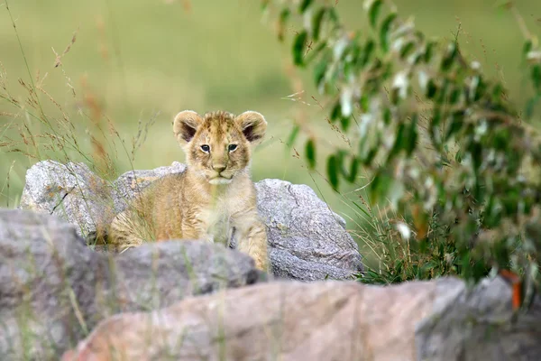 아프리카 사자 새끼 — 스톡 사진