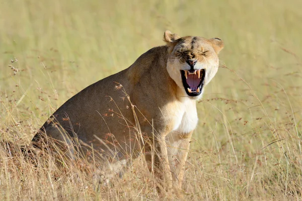 León africano en el Parque Sudáfrica —  Fotos de Stock