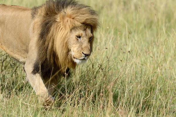 Leão africano no Parque África do Sul — Fotografia de Stock