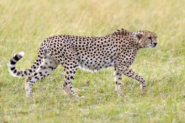 Gepard auf Savanne in Afrika — Stockfoto