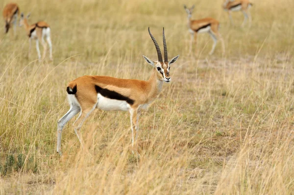 A gazela de Thomson sobre a savana em África — Fotografia de Stock