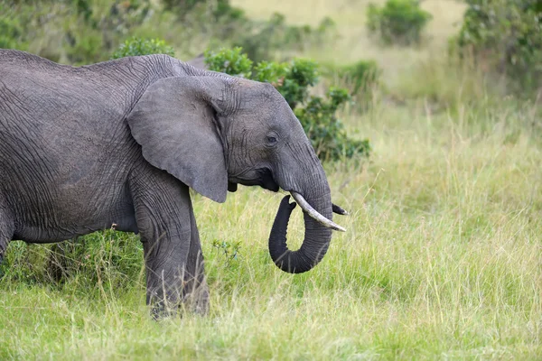 Elefante na savana — Fotografia de Stock