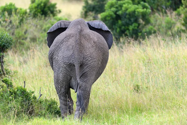 Elefante en Savannah —  Fotos de Stock