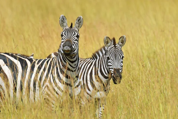 Zebra em pastagens na África — Fotografia de Stock