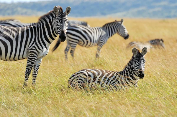 Zebra em pastagens na África — Fotografia de Stock